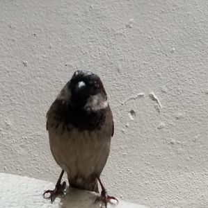 Meet your Posher, Philip